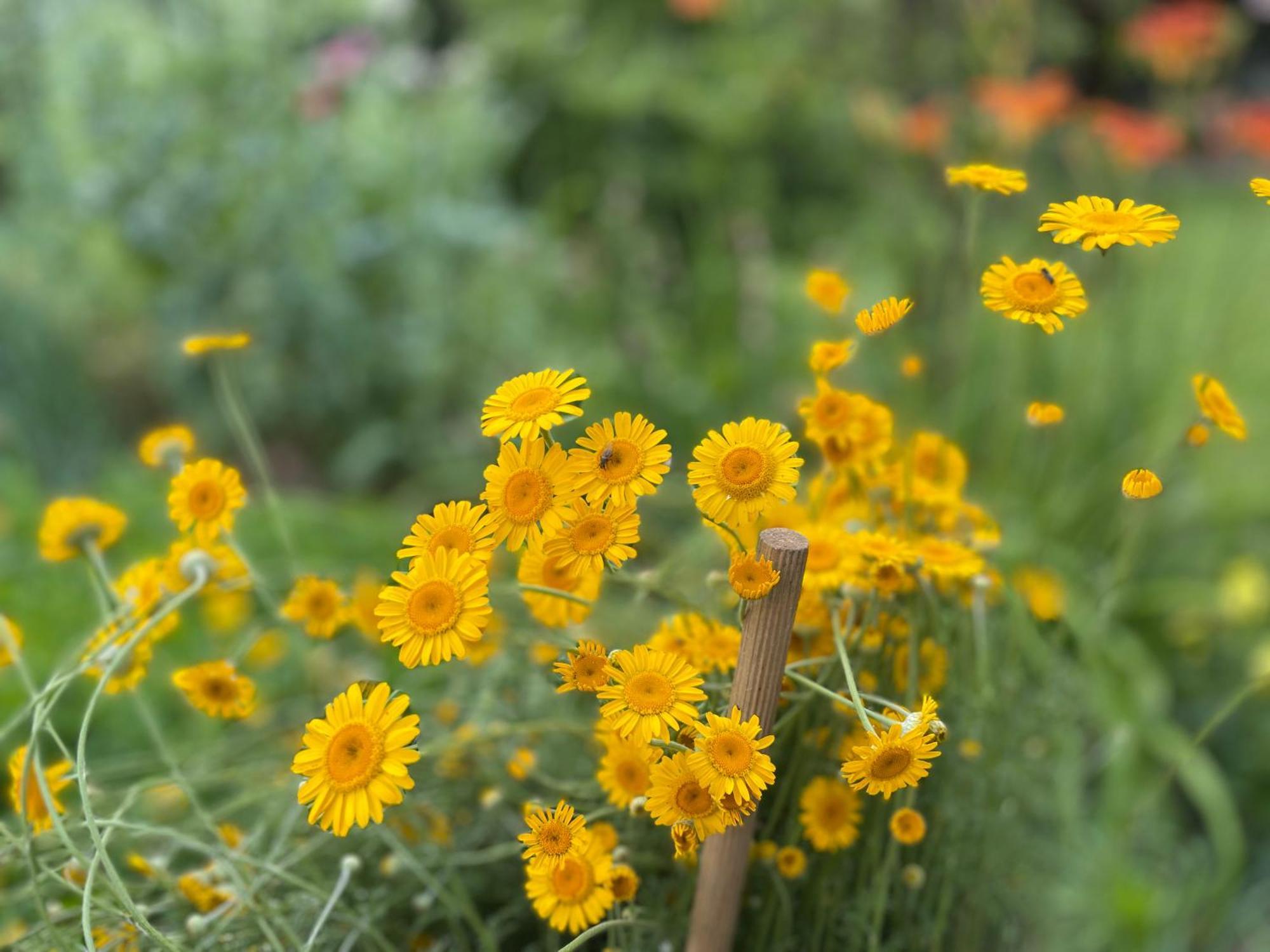 Green Oasis Garden เซนซูร์ ภายนอก รูปภาพ